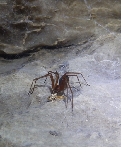 Loxosceles yucatana