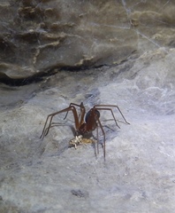 Loxosceles yucatana