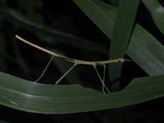 Ramulus rotundus