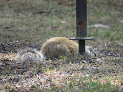 Poliocitellus franklinii