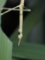 Ramulus rotundus