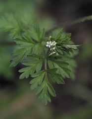 Chaerophyllum procumbens