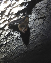 Peropteryx macrotis