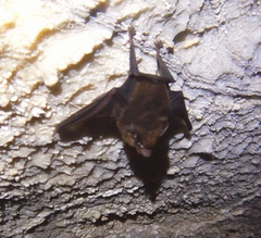 Peropteryx macrotis