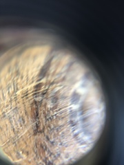 Cornu aspersum