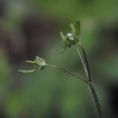 Chaerophyllum procumbens