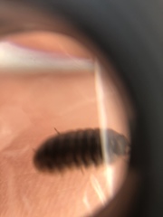Armadillidium vulgare