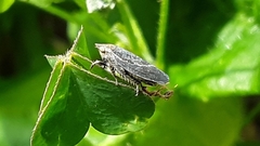 Negosiana dualis