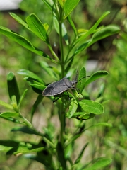 Padaeus trivittatus