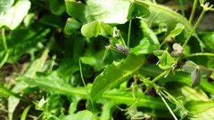 Negosiana dualis