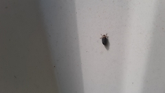 Negosiana dualis