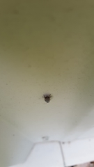 Negosiana dualis