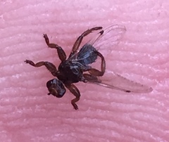Lipoptena depressa
