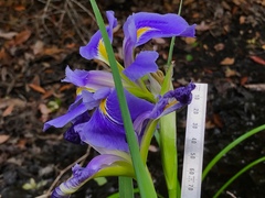 Iris hexagona