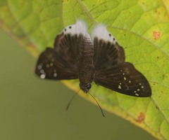 Darpa striata