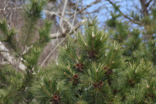 Image of Pinus thunbergii by (c) Robbie, some rights reserved (CC BY)