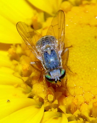 Terellia fuscicornis