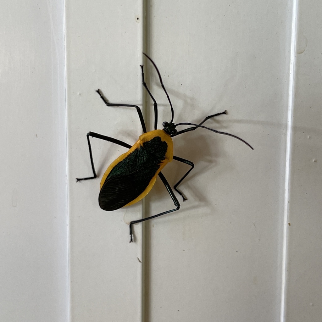Laminiceps lutescens