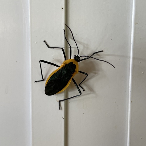 Laminiceps lutescens