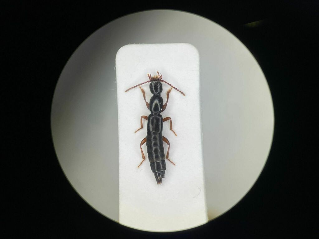 Lathrobium fauveli