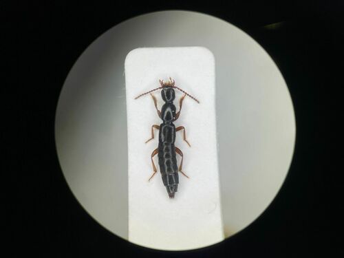 Lathrobium fauveli