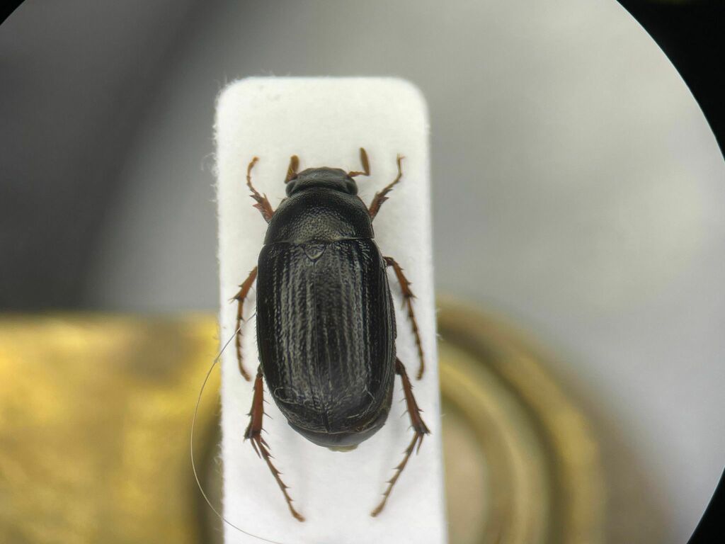 Serica tristis