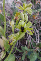 Ophrys lutea galilaea