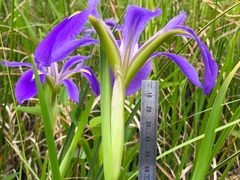 Iris hexagona