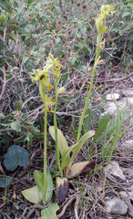 Ophrys lutea galilaea