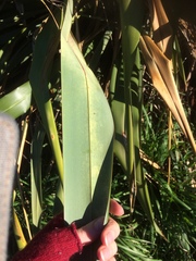 Phormium
