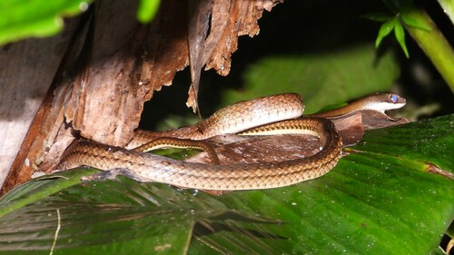 Barred Forest Racer