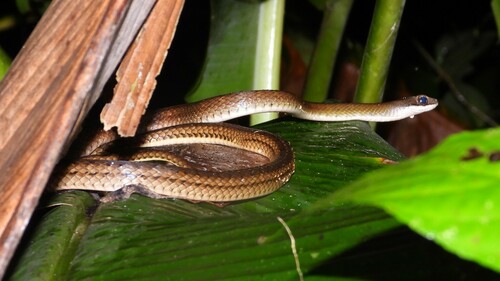 Barred Forest Racer