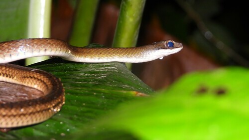 Barred Forest Racer