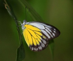 Delias singhapura