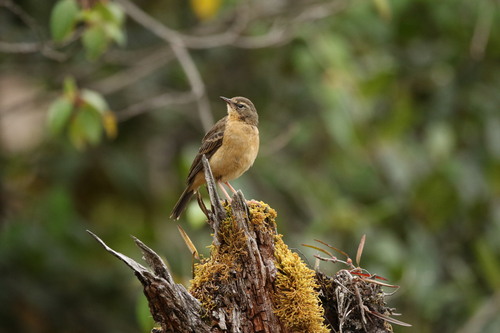 Anthus gutturalis, 2015-07-22