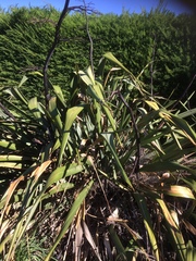 Phormium
