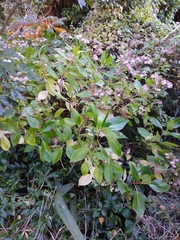 Hydrangea serrata