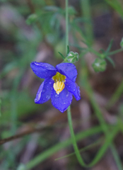 Giliastrum rigidulum