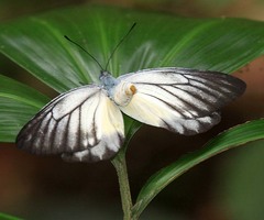 Delias singhapura
