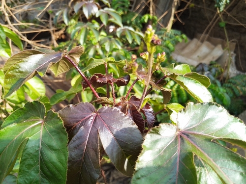 Bellyache Bush