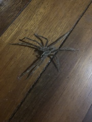 Phoneutria boliviensis