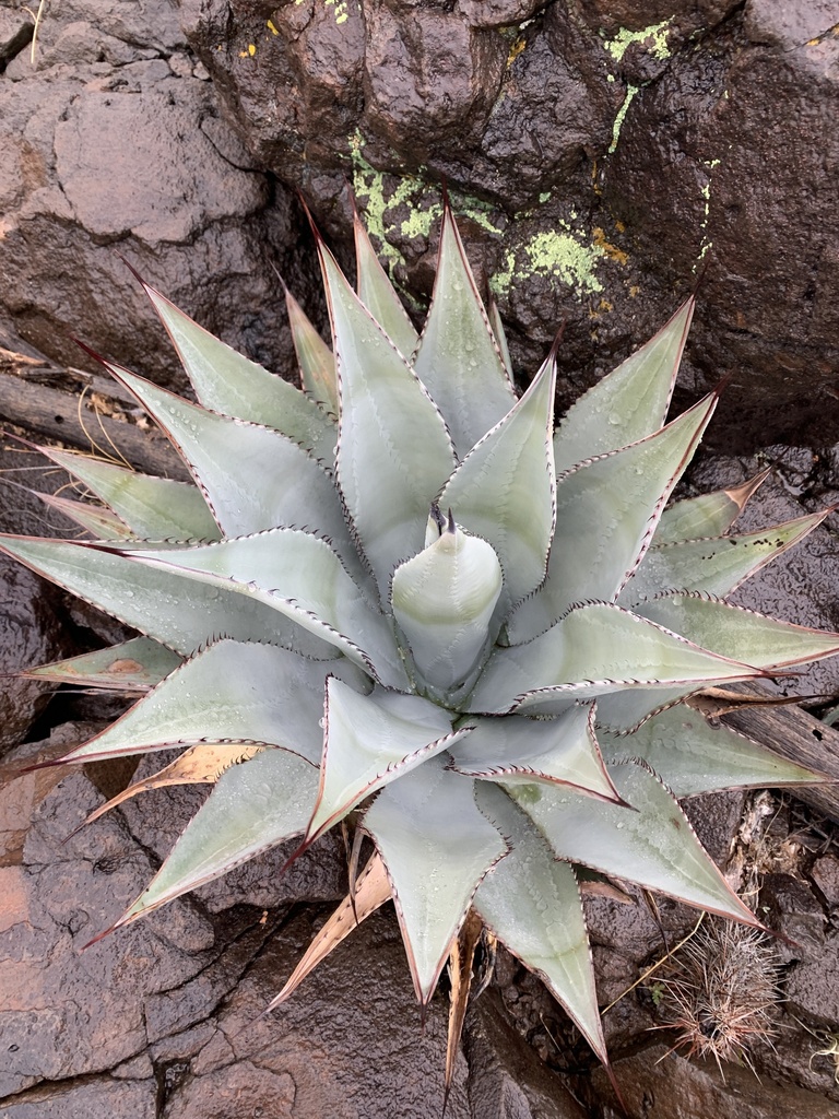 Agave verdensis (Sacred Mountain Agave)