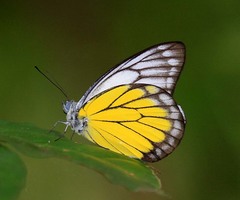 Delias singhapura