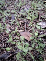 Leptinella filiformis