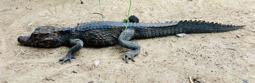 Dwarf Crocodile