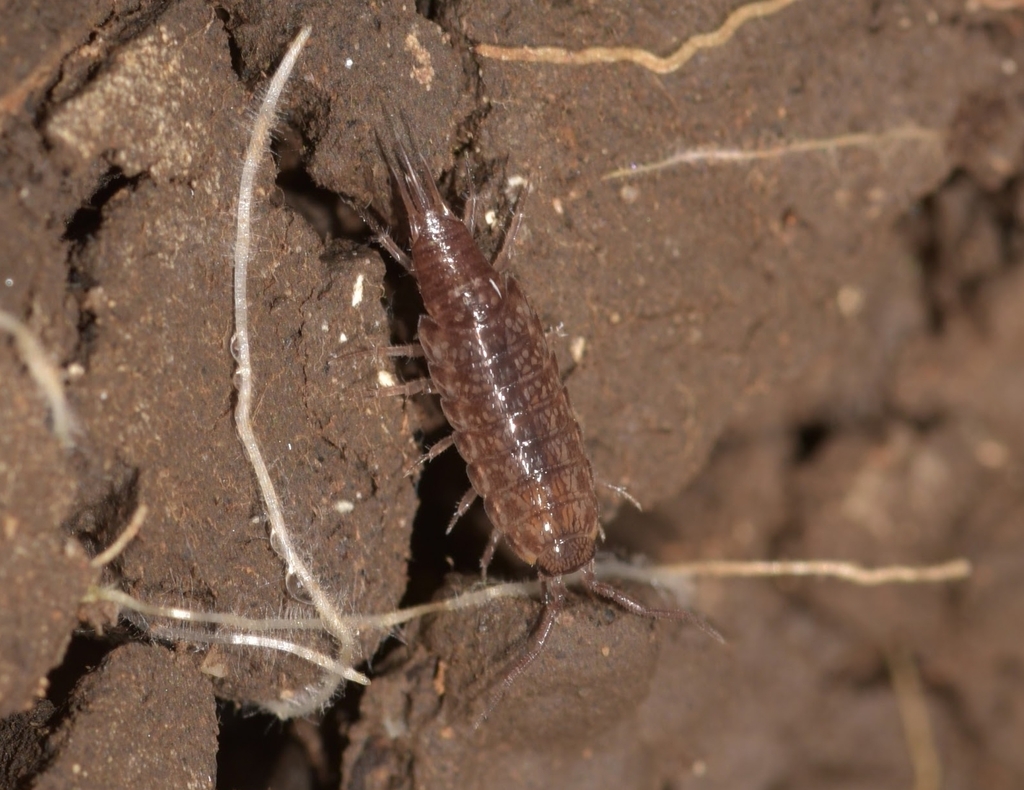 Chaetophiloscia hastata
