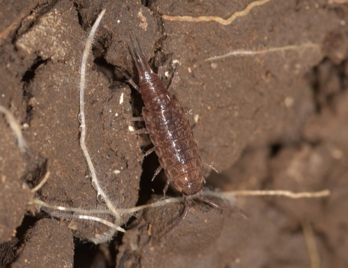 Chaetophiloscia hastata