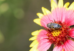 Acmaeodera