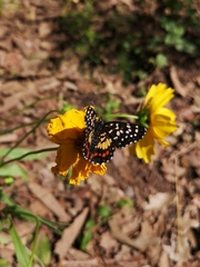Chlosyne melitaeoides