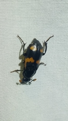 Nicrophorus sayi